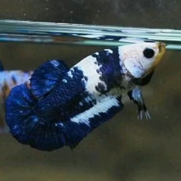 Ikan cupang blue rim panda