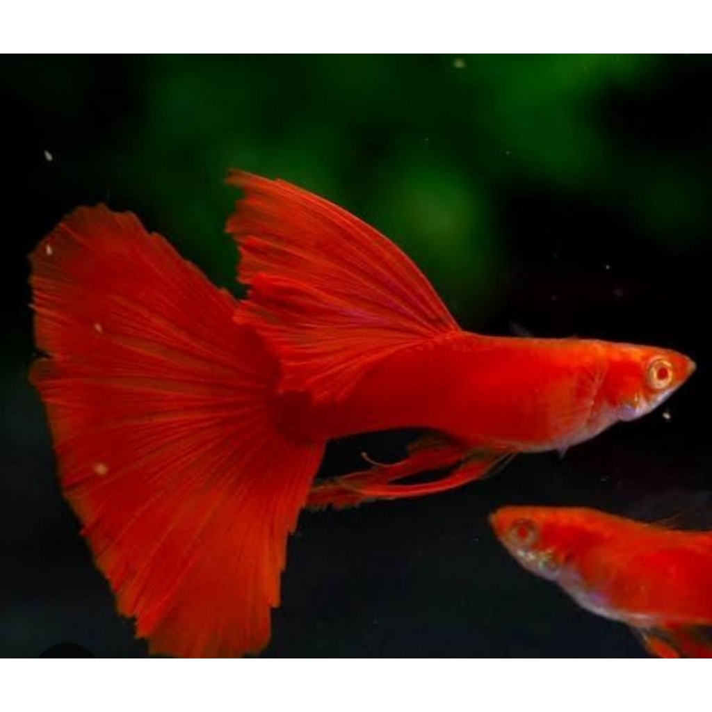 GUPPY SUPER RED RIBBON