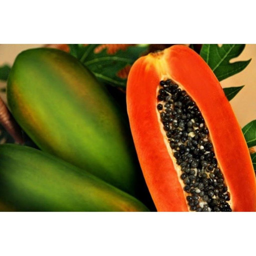 BENIH BIJI PEPAYA CALIFORNIA SUPER MANIS 8 BIJI