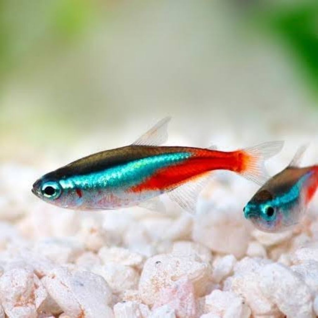 Paket Neon Tetra 10ekor