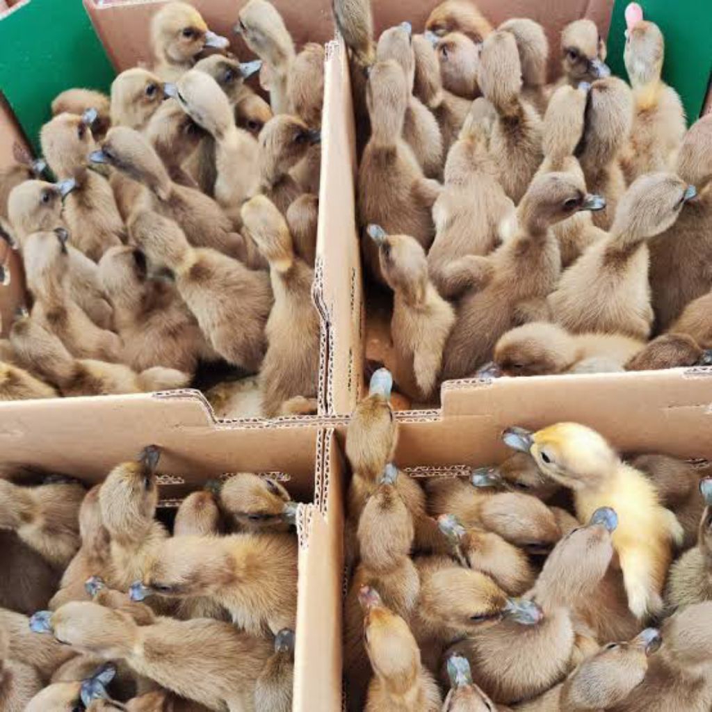 Dod Bebek Betina Petelur Mojosari Pilihan Kualitas Terbaik