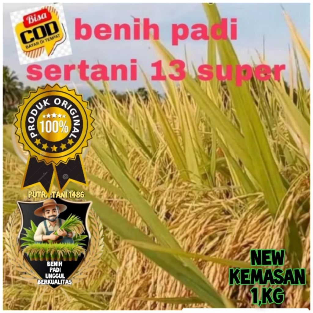 BIBIT PADI SERTANI 13 SUPER KEMASAN 1KILO