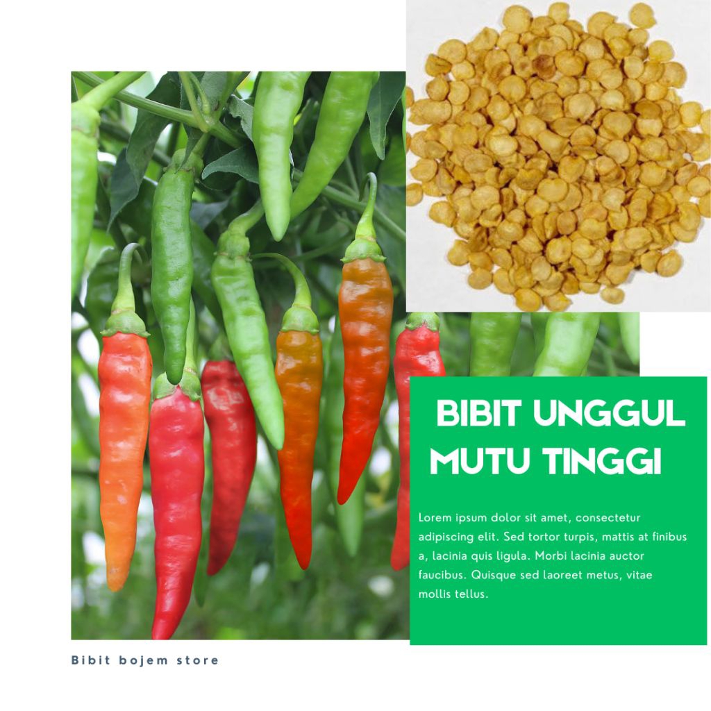 paling murah 1000"biji cabe rawit hijau lokal berkualitas