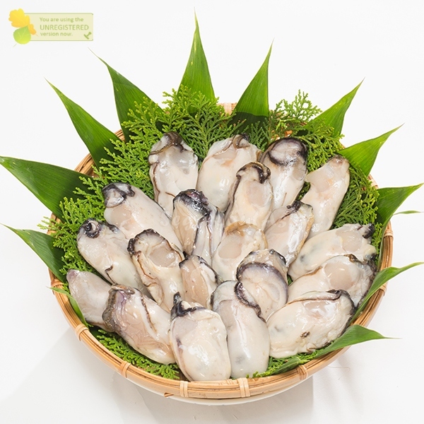 Kerang Tiram Oyster Kerang Tiram Segar Daging Tiram Oytser Seafood Kerang Laut Kerang Segar 1Kg