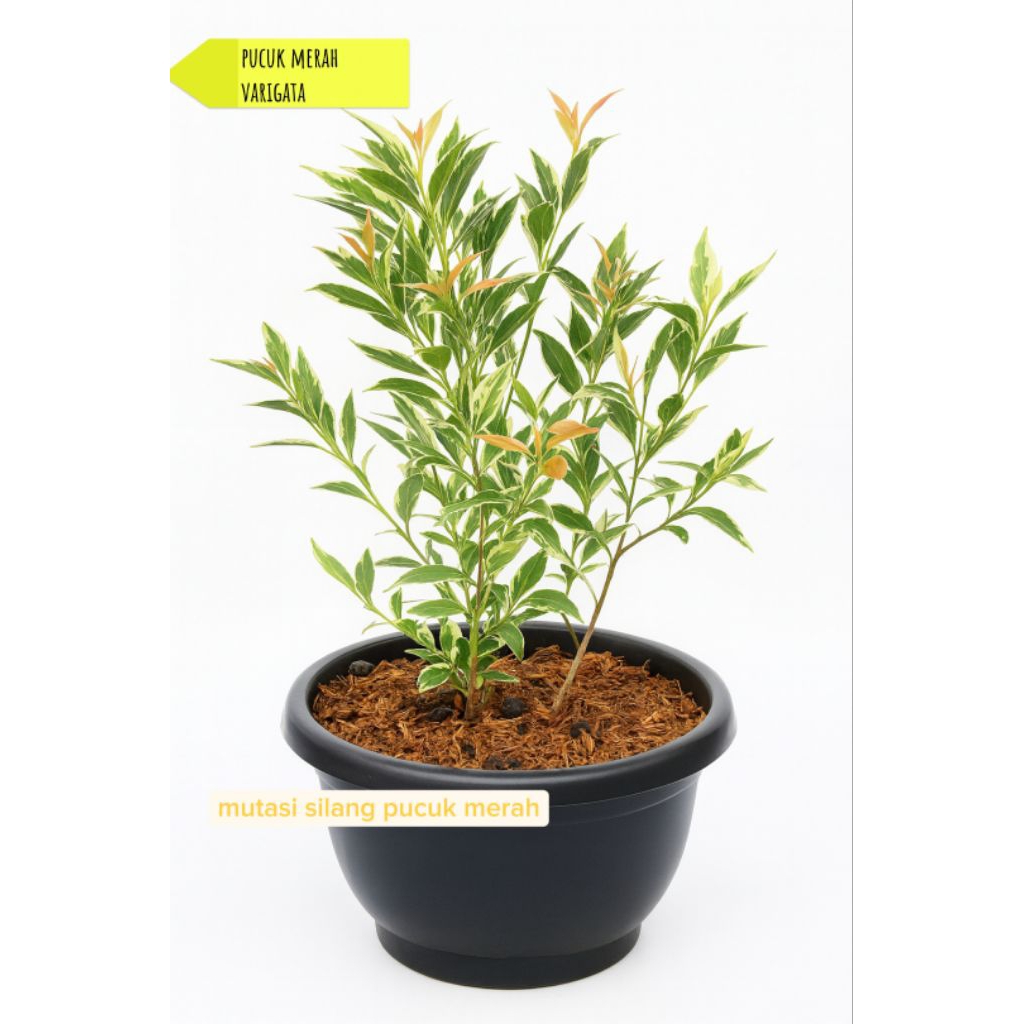 pucuk merah varigata