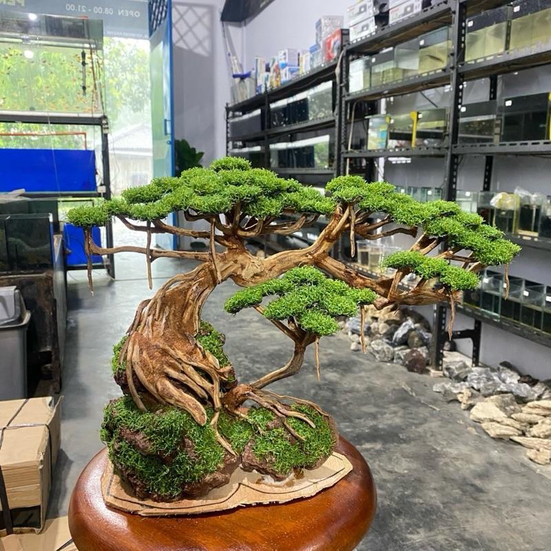 SIZE XL kecil (40x25) | Bonsai Aquarium / Aquascape / Bonsai Artificial