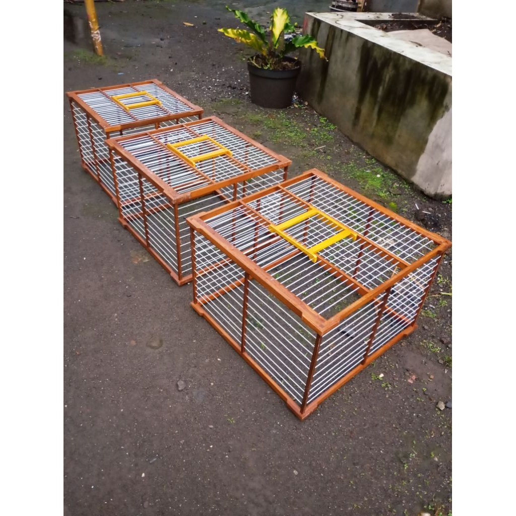 Dondang umbaran merpati