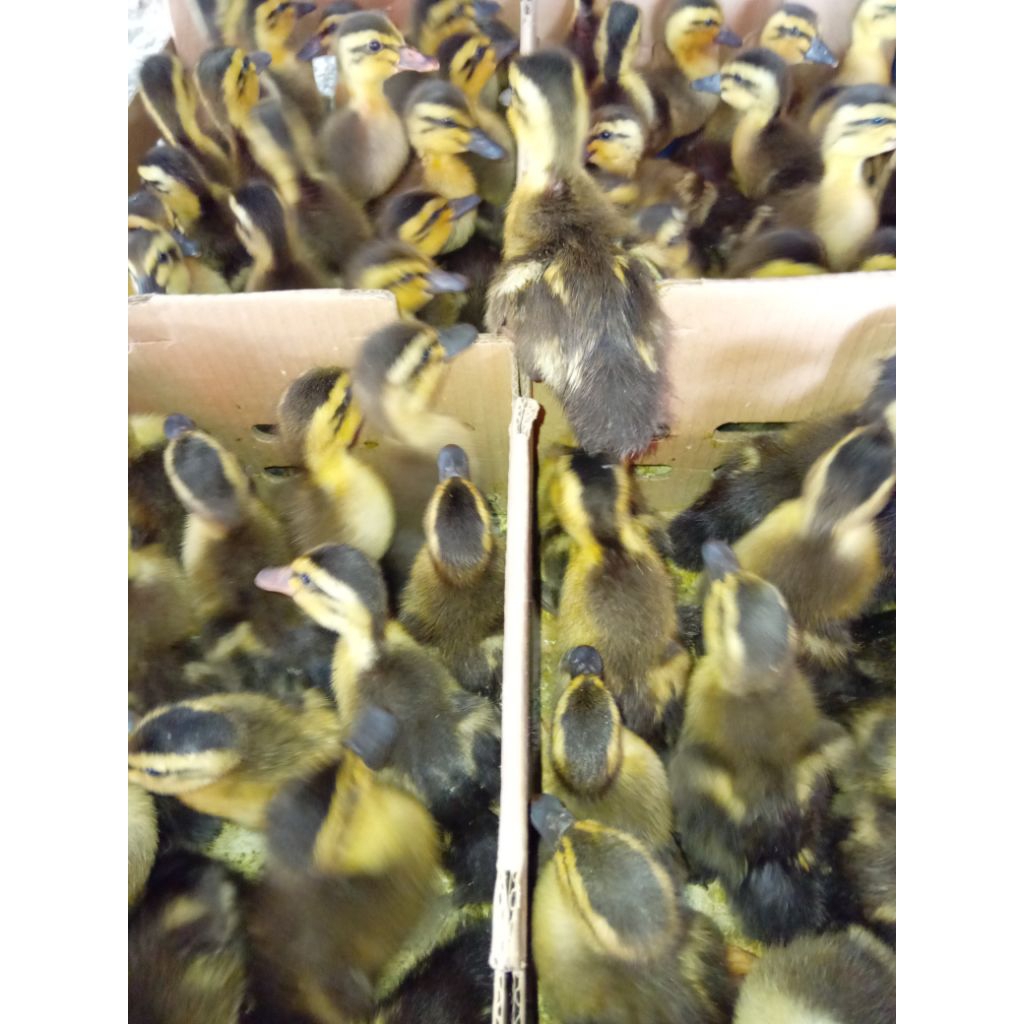 Dod Bebek Alabio Kalimantan Pilihan Kualitas Terbaik