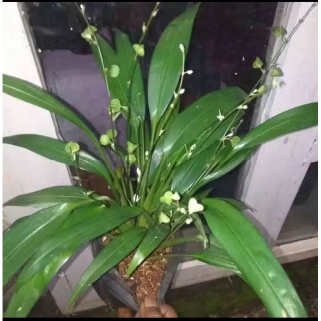 Tanaman lili paris Hema- lili hema daun besar- tanaman segar dan rimbun