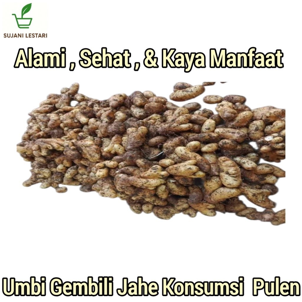 Umbi Gembili Jahe Konsumsi 1 Kg Pulen,Siap Masak/Olah - SUJANI LESTARI