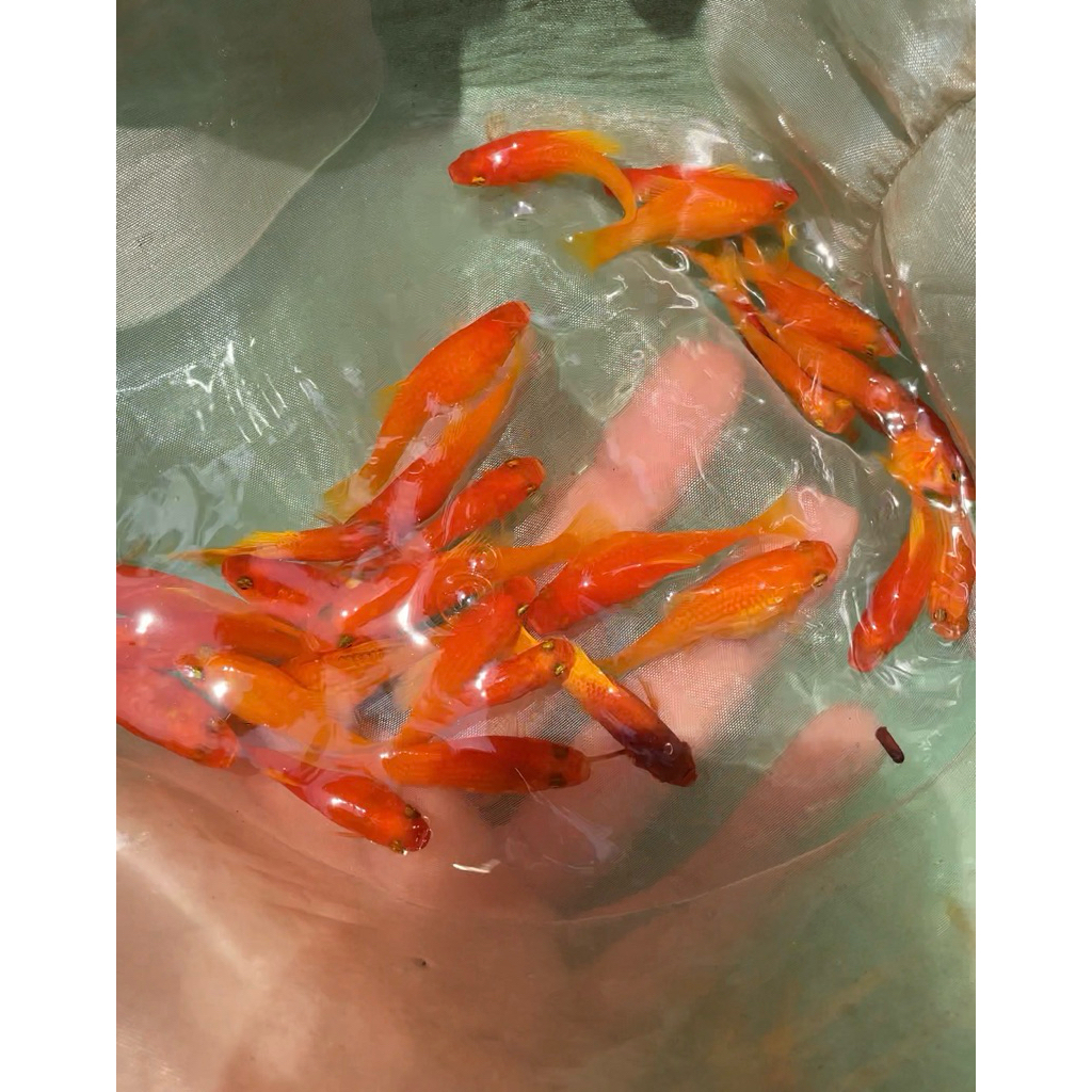 Platy Sunrise / Variatus Sunrise lowfin