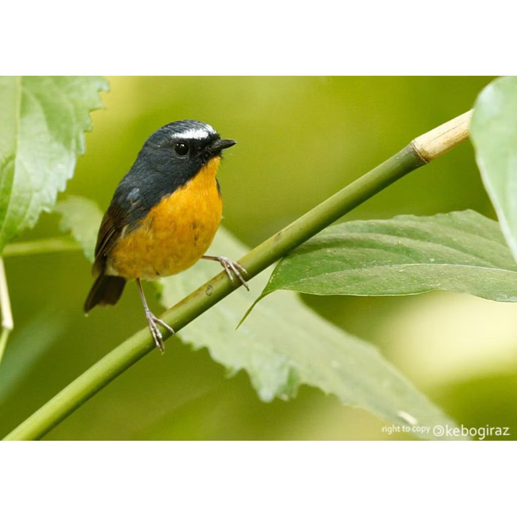 Burung Tledekan Gunung Mini Jantan istimewa pilihan