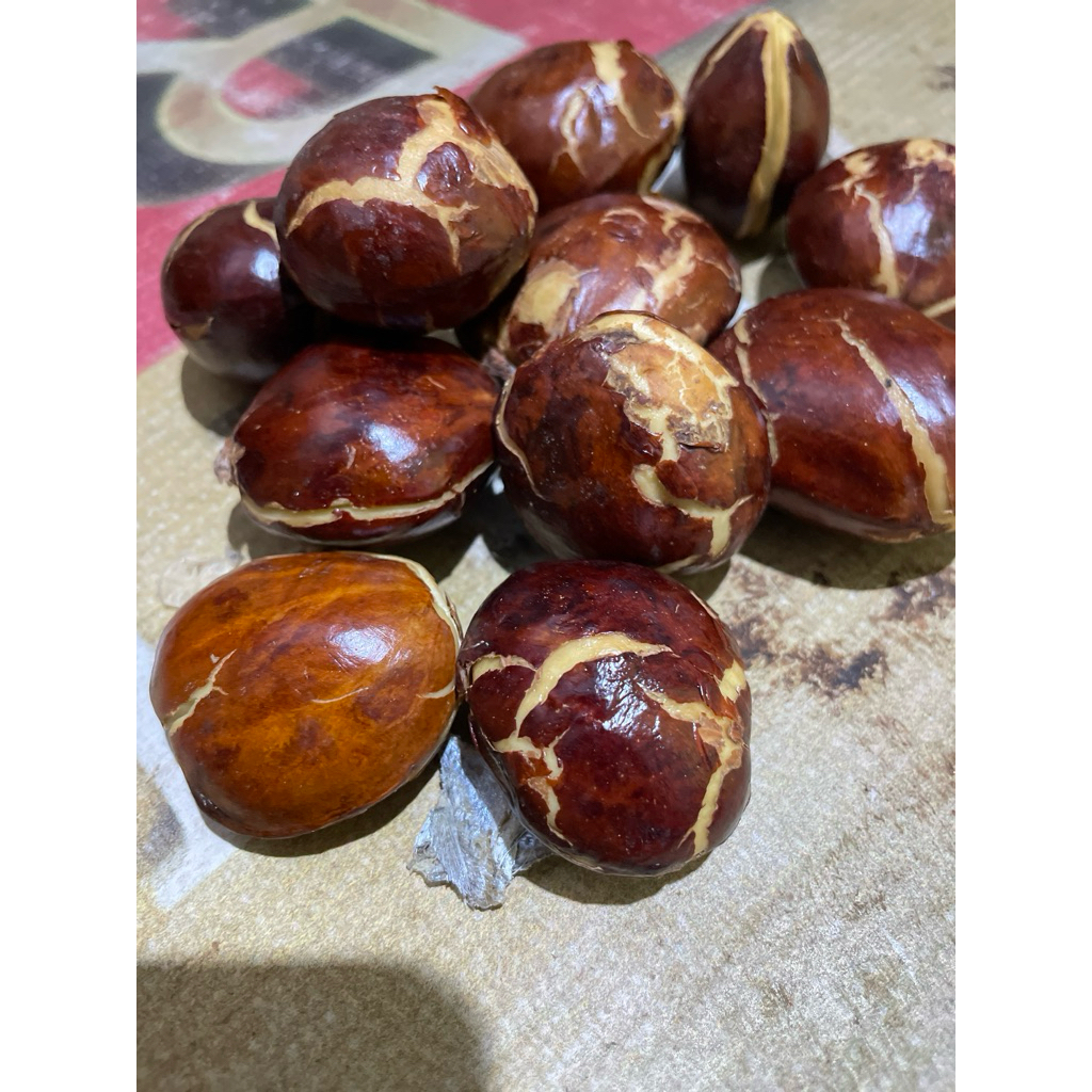 jengkol pilihan besar dan tua