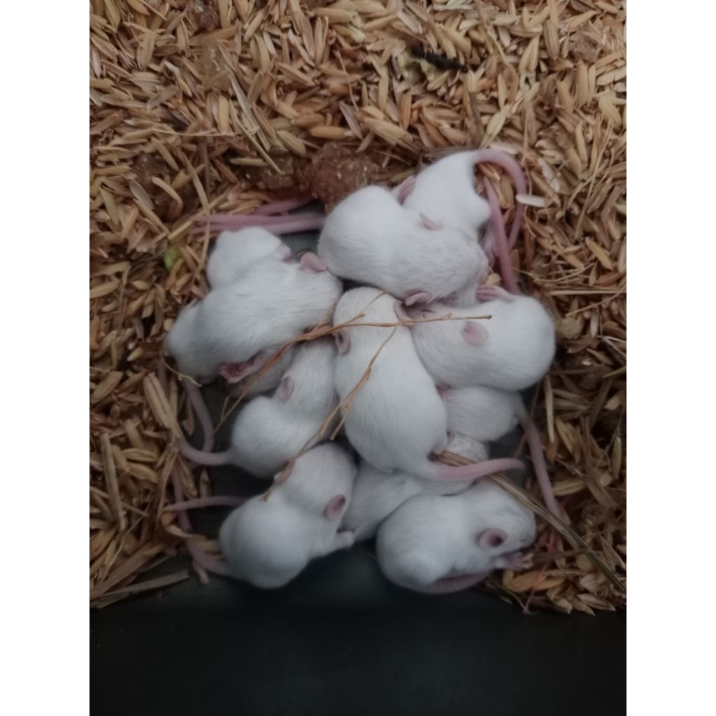 Pinkies Bulu Mencit Pingbul Mencit Tikus Putih Pakan Reptile