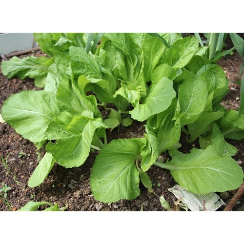 SUBUR BIBIT SAWI PAHIT