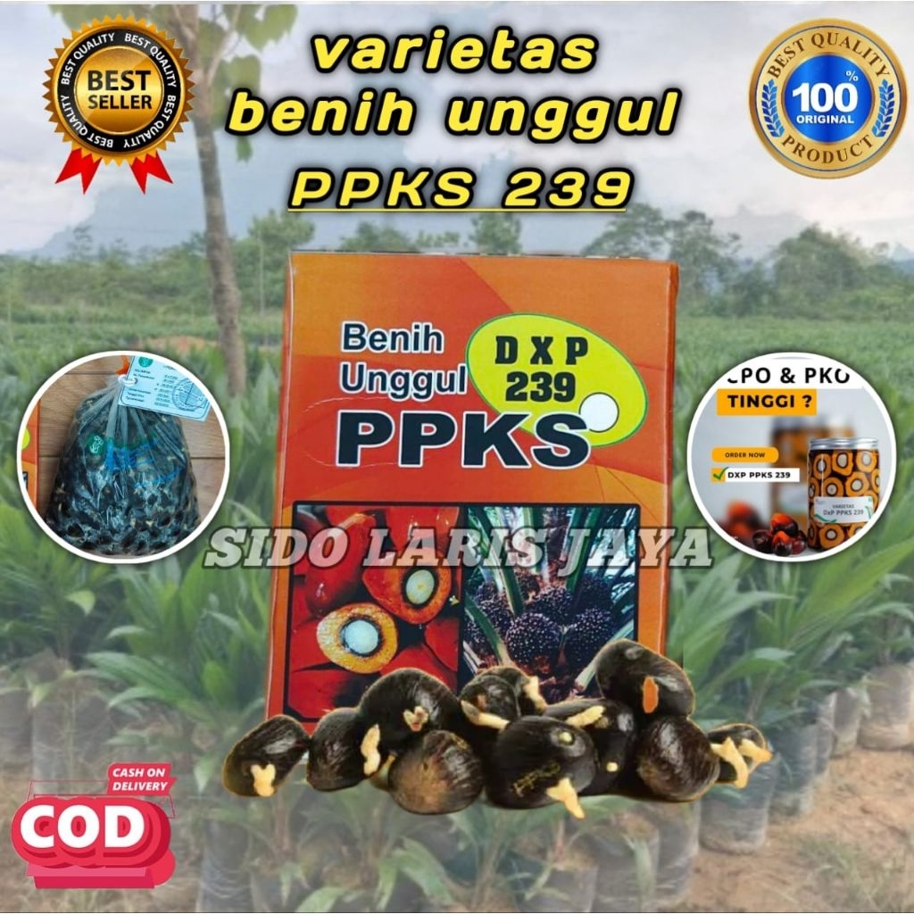 Bibit benih kecambah DXP ppks 239 & ppks 540 unggul ( isi 255 butir )