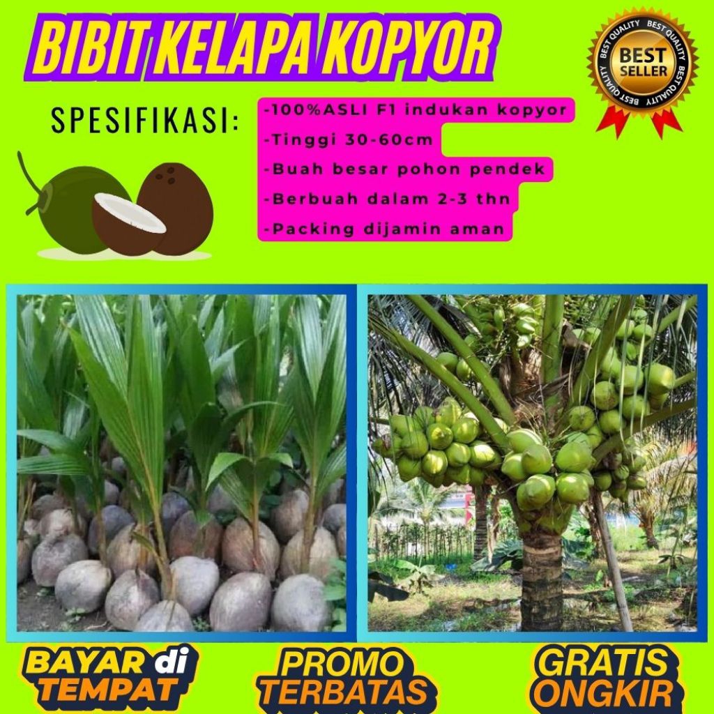 KUALITAS TERBAIK  Bibit Kelapa Kopyor Kultur Jaringan, Bibit Kelapa Kopyor Madu