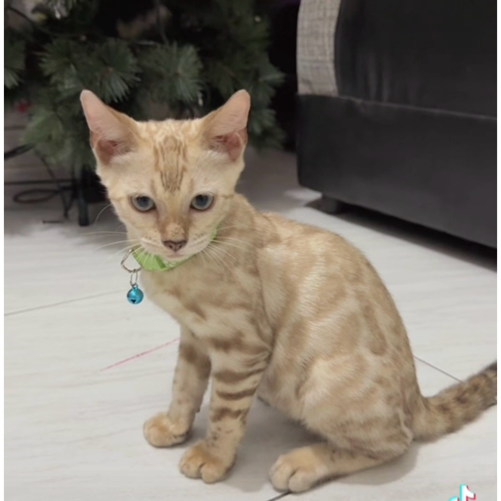 Kucing Bengal snow blue eyes