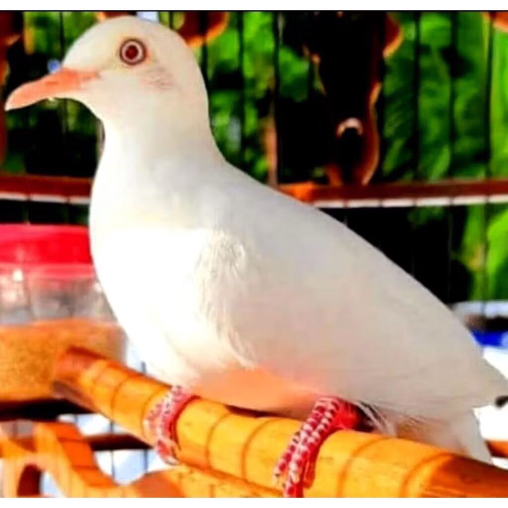 perkutut putih lurik mata merah pilihan terbaik