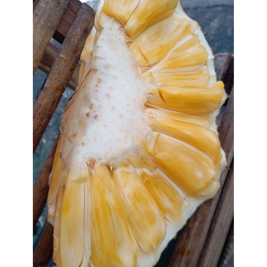 Buah Nangka Nenangka Matang Manis segar