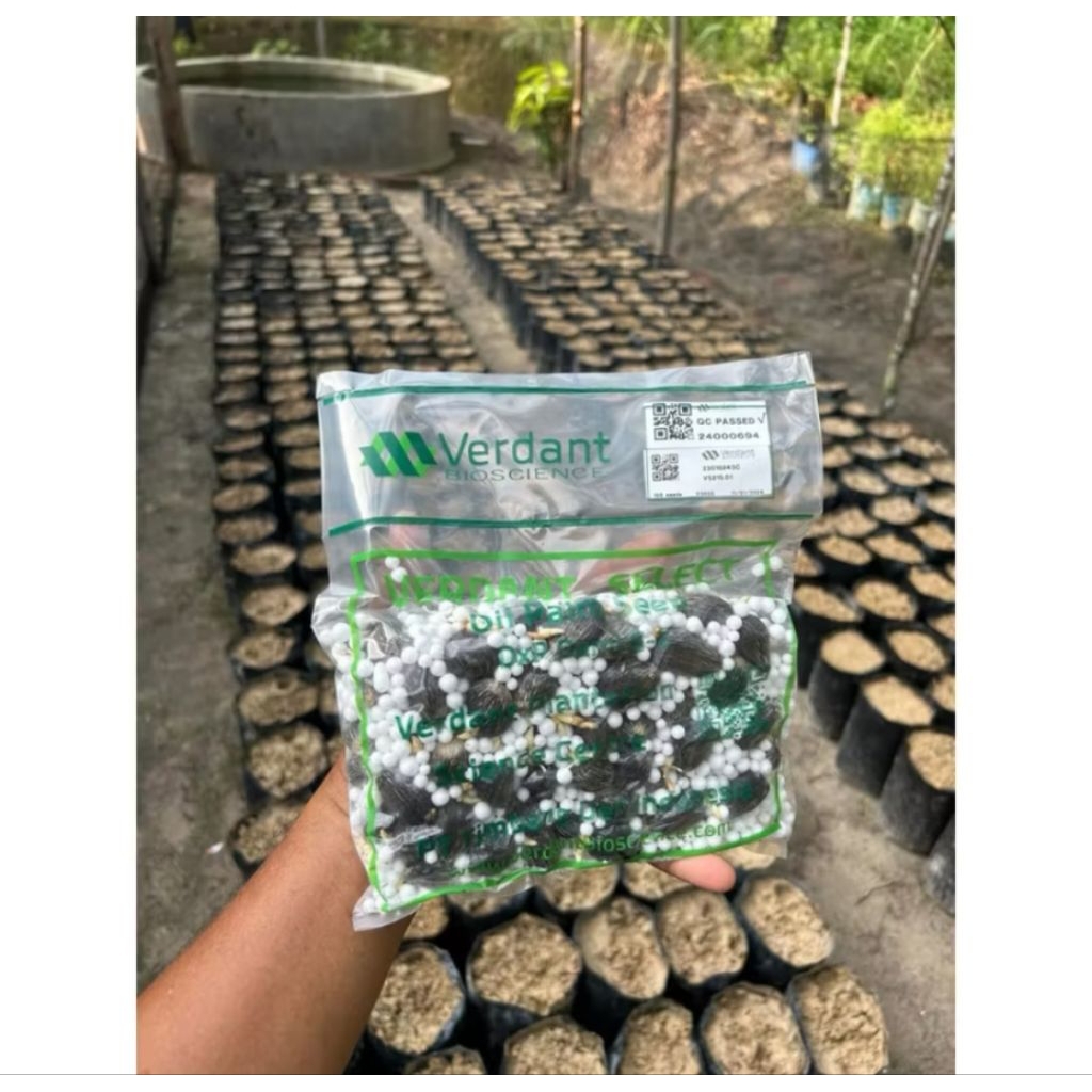 Benih kecambah Sawit  VERDANT SELECT original