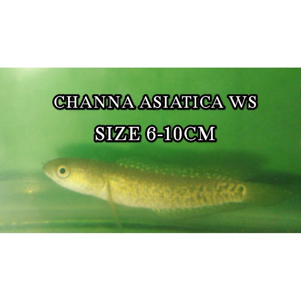 CHANNA ASIATICA WS SIZE 6-10CM