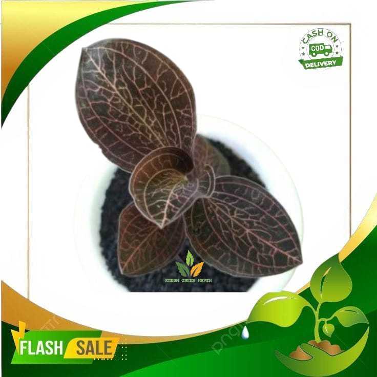 jawel orchid anoectochilus