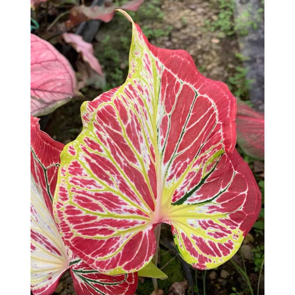 Promo Umbi Caladium Thailand Series BENIH Keladi Thailand