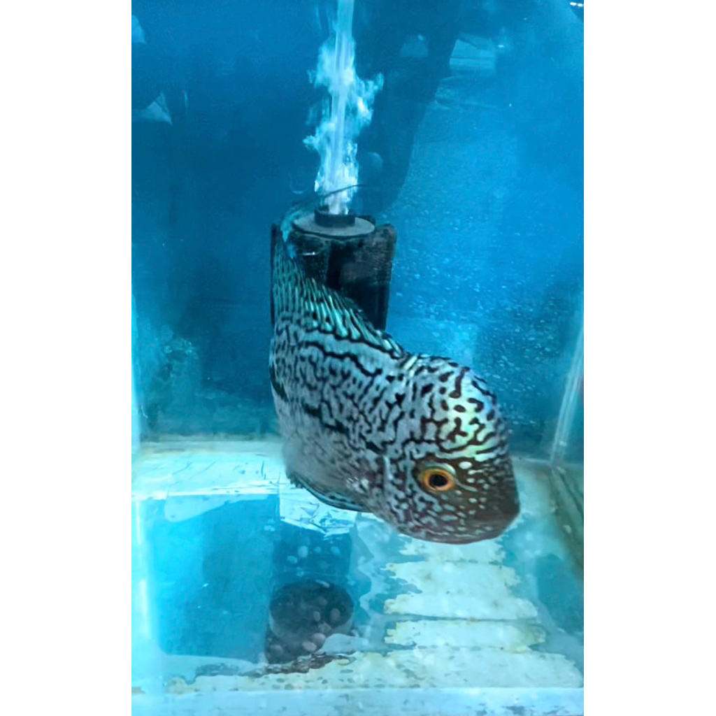 Louhan kamfa ori thailand