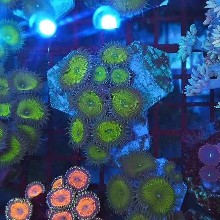 zoa frag captain jack WYSIWYG