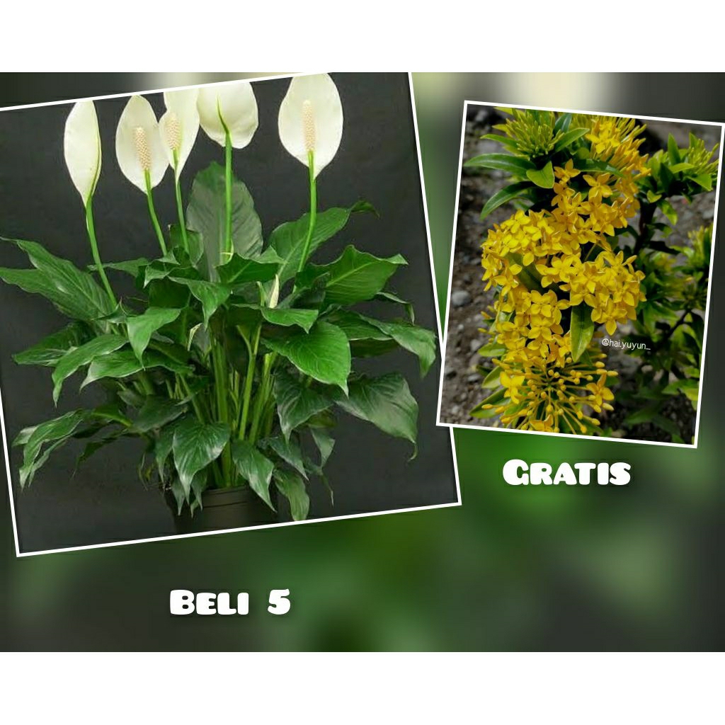 PROMOO BELI 5 GRATIS 1 TANAMAN BUNGA - Tanaman hias bunga peace lily - peace lili - spatufilum