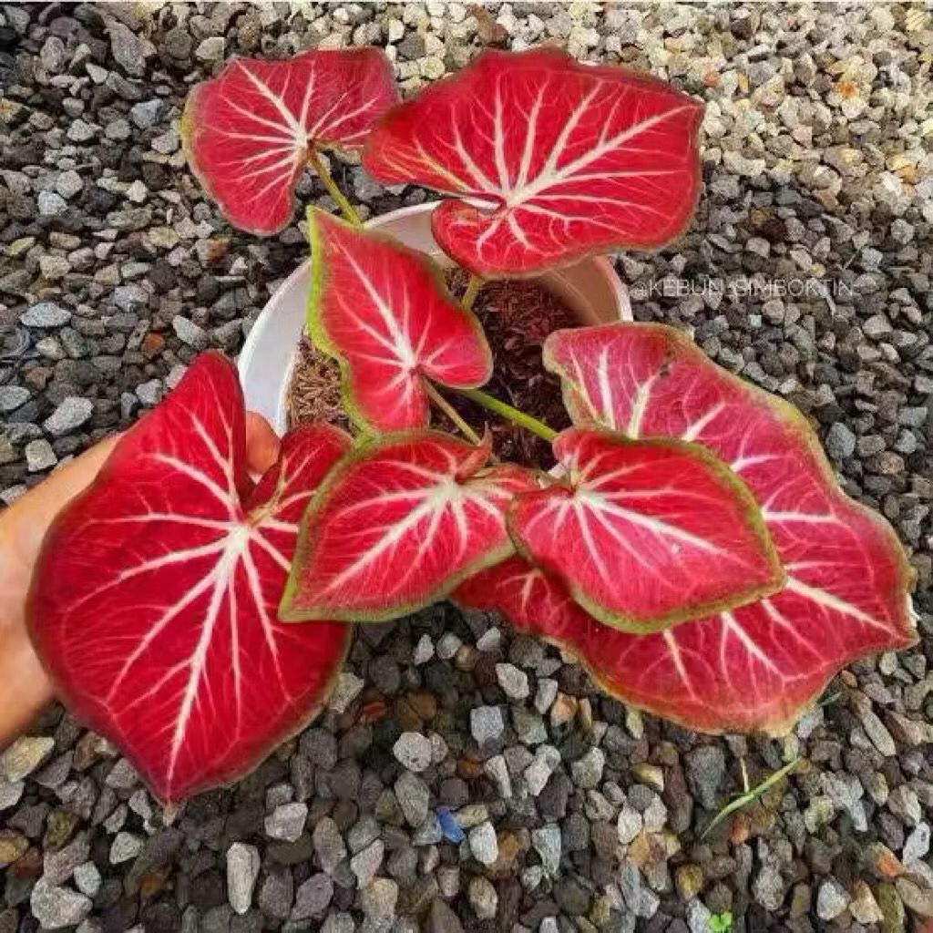 Bibit Bonggol Umbi Caladium Thailand Merah Cantik, Benih Keladi Merah Thailand