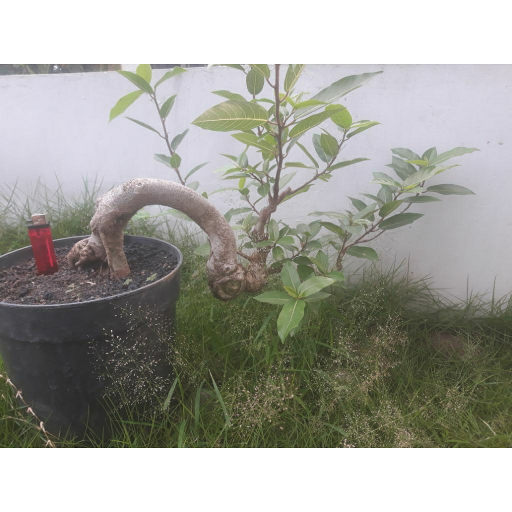 bahan bonsai loa