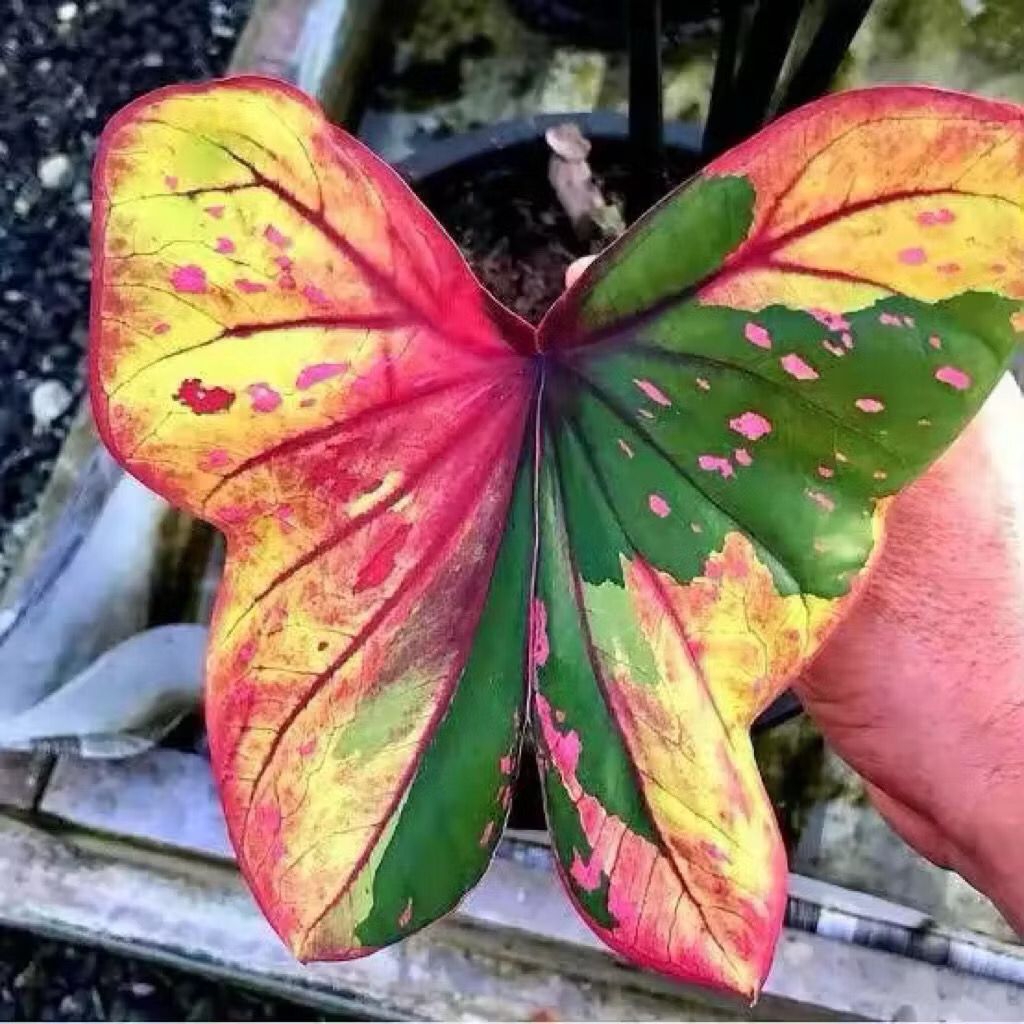 Bibit Bonggol Umbi Caladium Butterfly Thailand, Benih Keladi Thailand