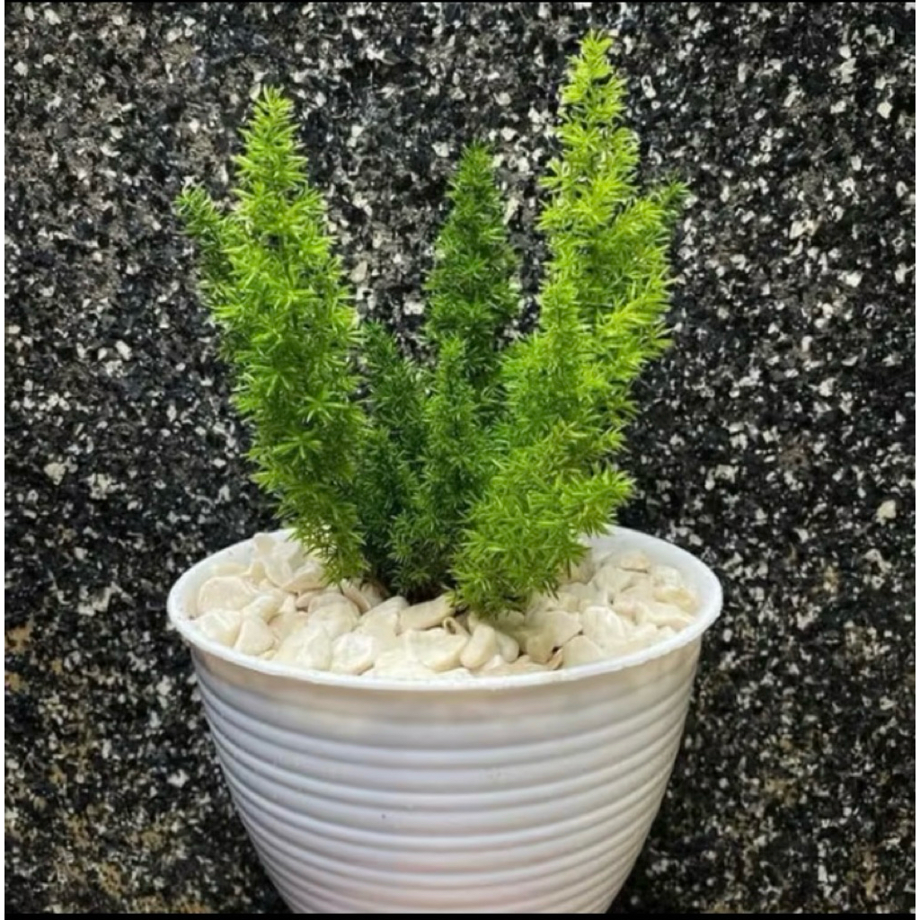 Bunga CEMARA EKOR TUPAI - Tanaman Hias Hidup Daun Cemara Ekor Tupai - Pohon Cemara Ekortupai