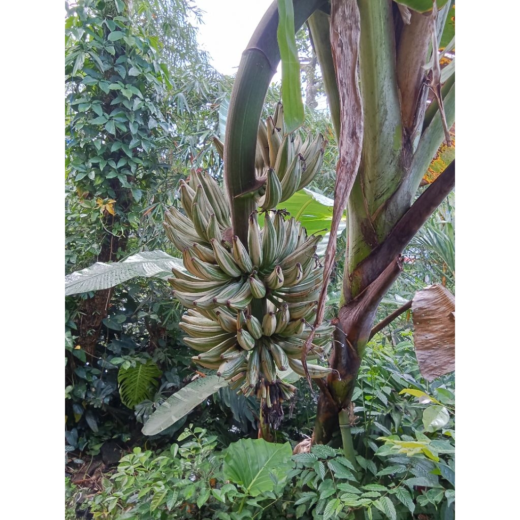 pohon pisang varigata tersedia bibit ya
