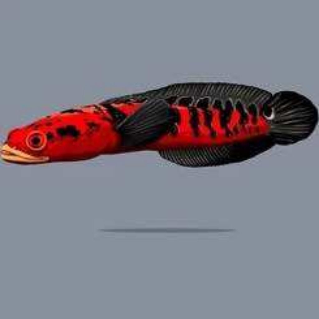 RED MARU BARITO 5-6 CM BERKUALITAS GRADE A+++ | Warna Cerah & Agresif