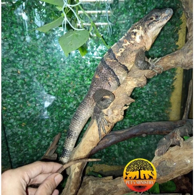 pelet Similis Iguana jumbo