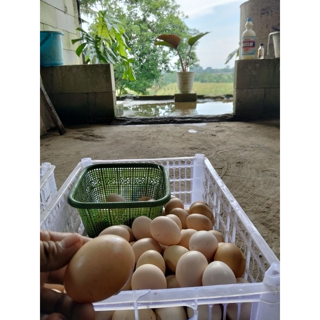 TELUR TETAS AYAM KUNTARA 4 GARANSI FERTIL