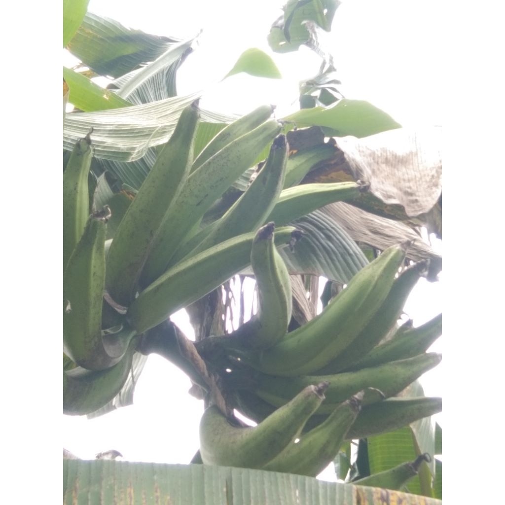 PISANG TANDUK 1kg