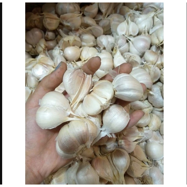 Bawang Putih Kating Bersih 1kg Siung Besar Murah