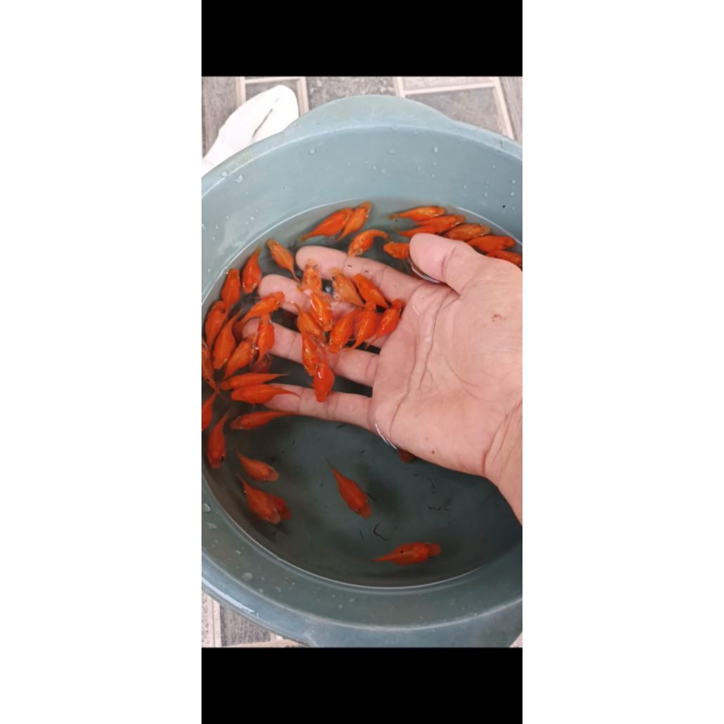 Hiasan Aquarium Molly Balon Sunkist