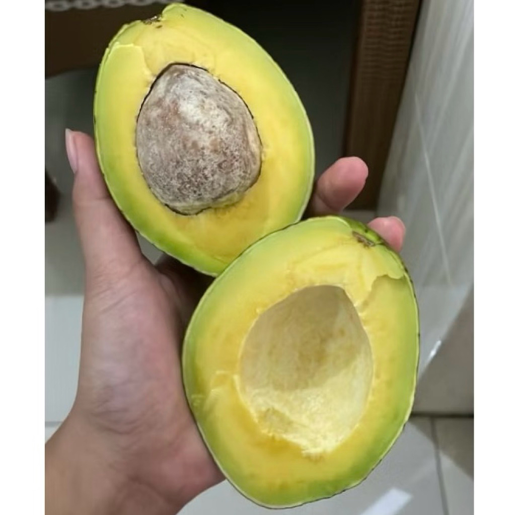 Alpukat Mentega Gurih Alpukat Mentega Lokal Atau Alpukat Miki Pengiriman Sidoarjo Surabaya Bisa Inst