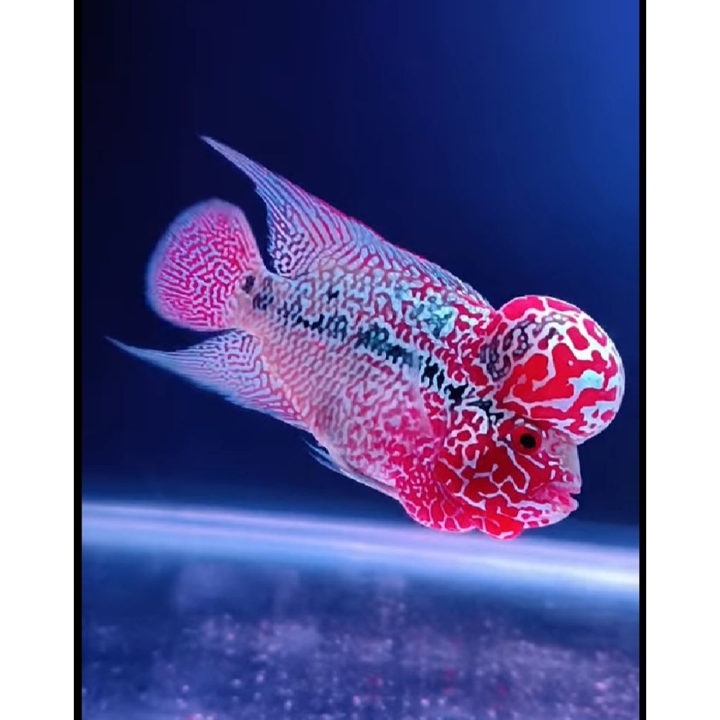 bahan SRD Thailand super red dragon