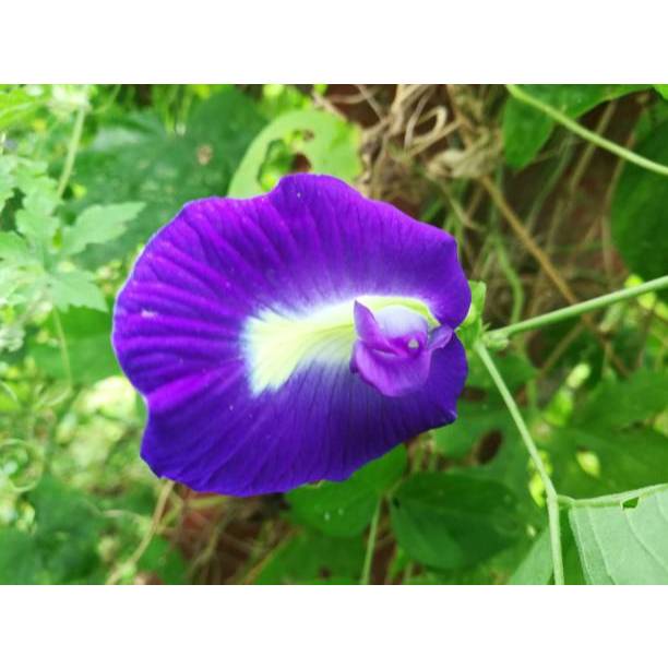 Biji Bibit bibit bunga telang biru bunga telang UNGU