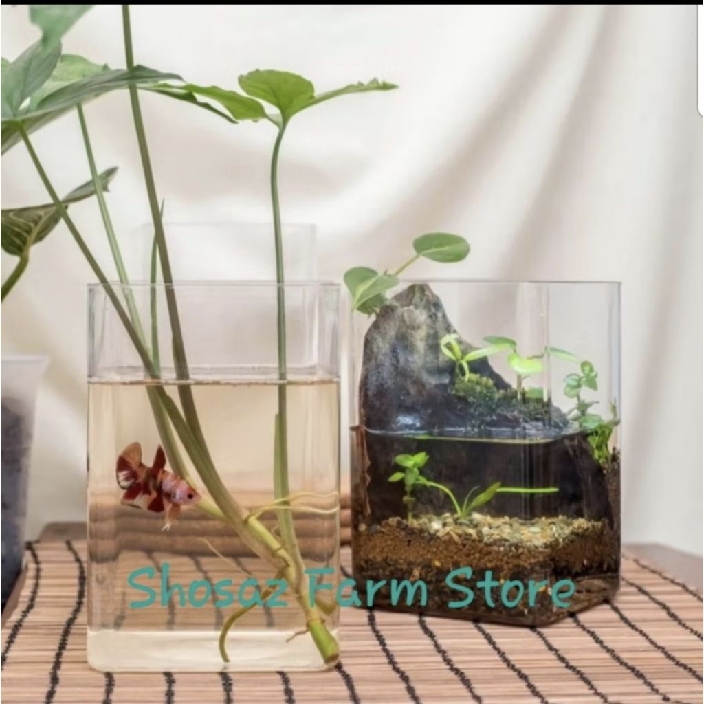 Aquarium / Akuarium Cupang / Toples Cupang / Soliter Cupang 2 Ltr 60 bh