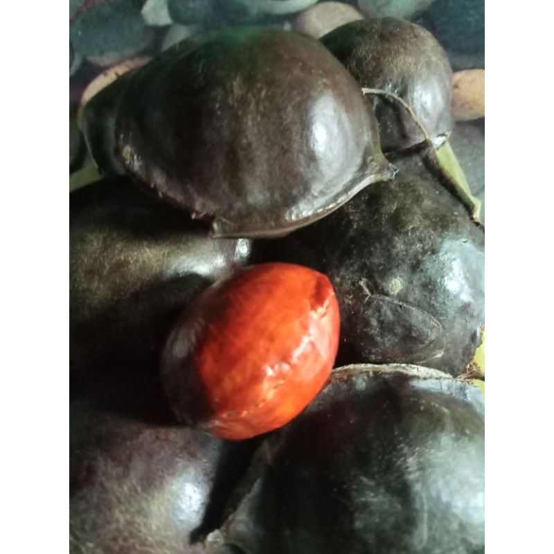 jengkol tua kulit 1kg/jengkol Padang