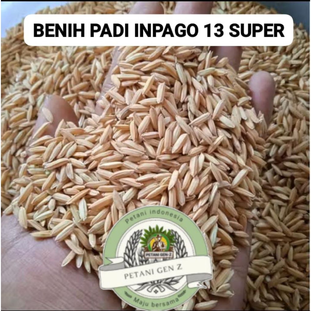 BENIH PADI INPAGO 13 KEMASAN 1KG