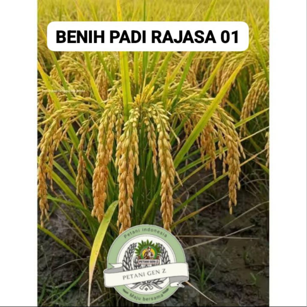 Benih Padi Unggul Rajasa 01 Kemasan 5kg