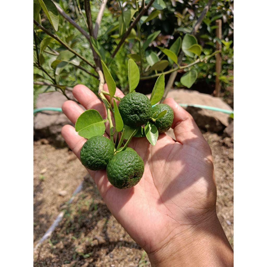 bibit jeruk limau limo jeruk limau limo pohon jeruk limau limo